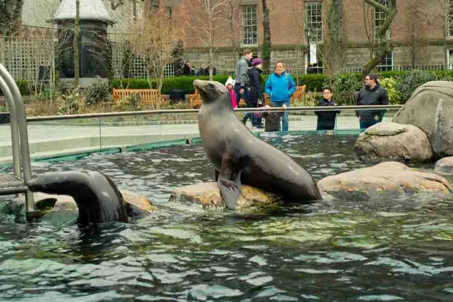 Lo zoo di Central Park